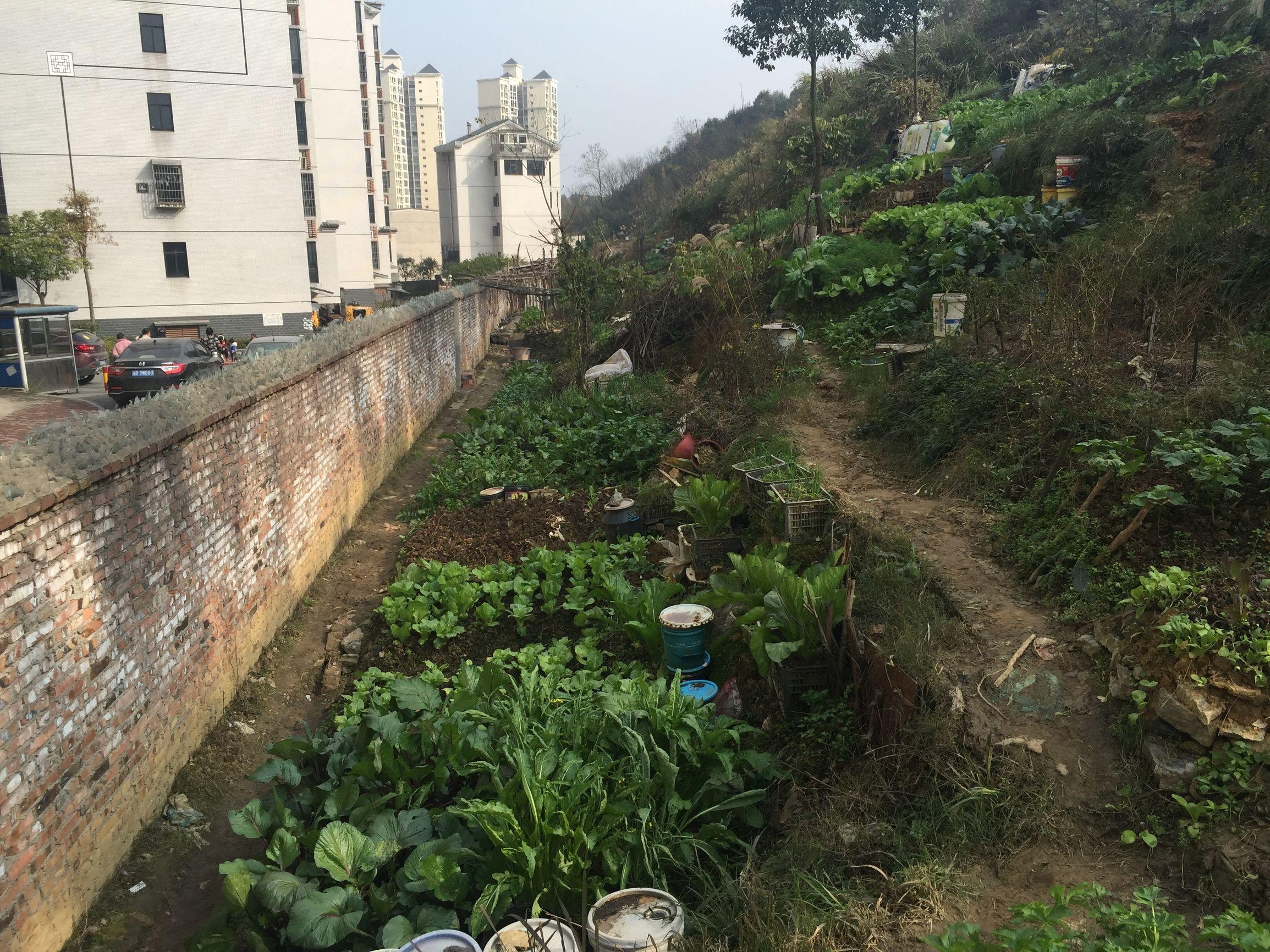 增城云山诗意最新消息，增城云山诗意最新消息，揭开云山诗意新篇章的序幕