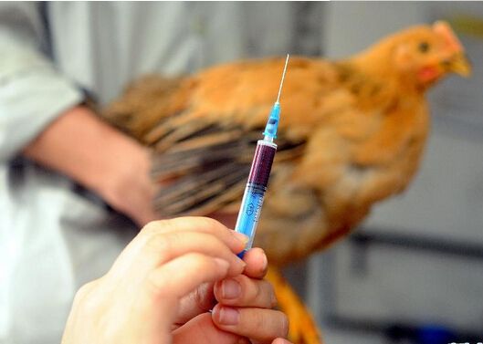 甲型h7n9最新新闻，甲型H7N9最新新闻，全球关注下的禽流感动态