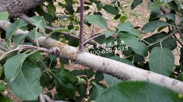 苹果树最新促花技术，苹果树最新促花技术