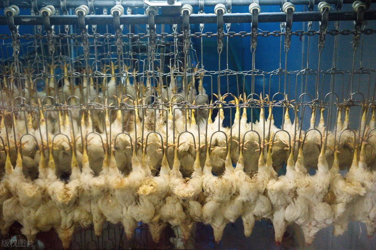 肉毛鸡价格最新行情走势，最新肉毛鸡价格行情走势分析