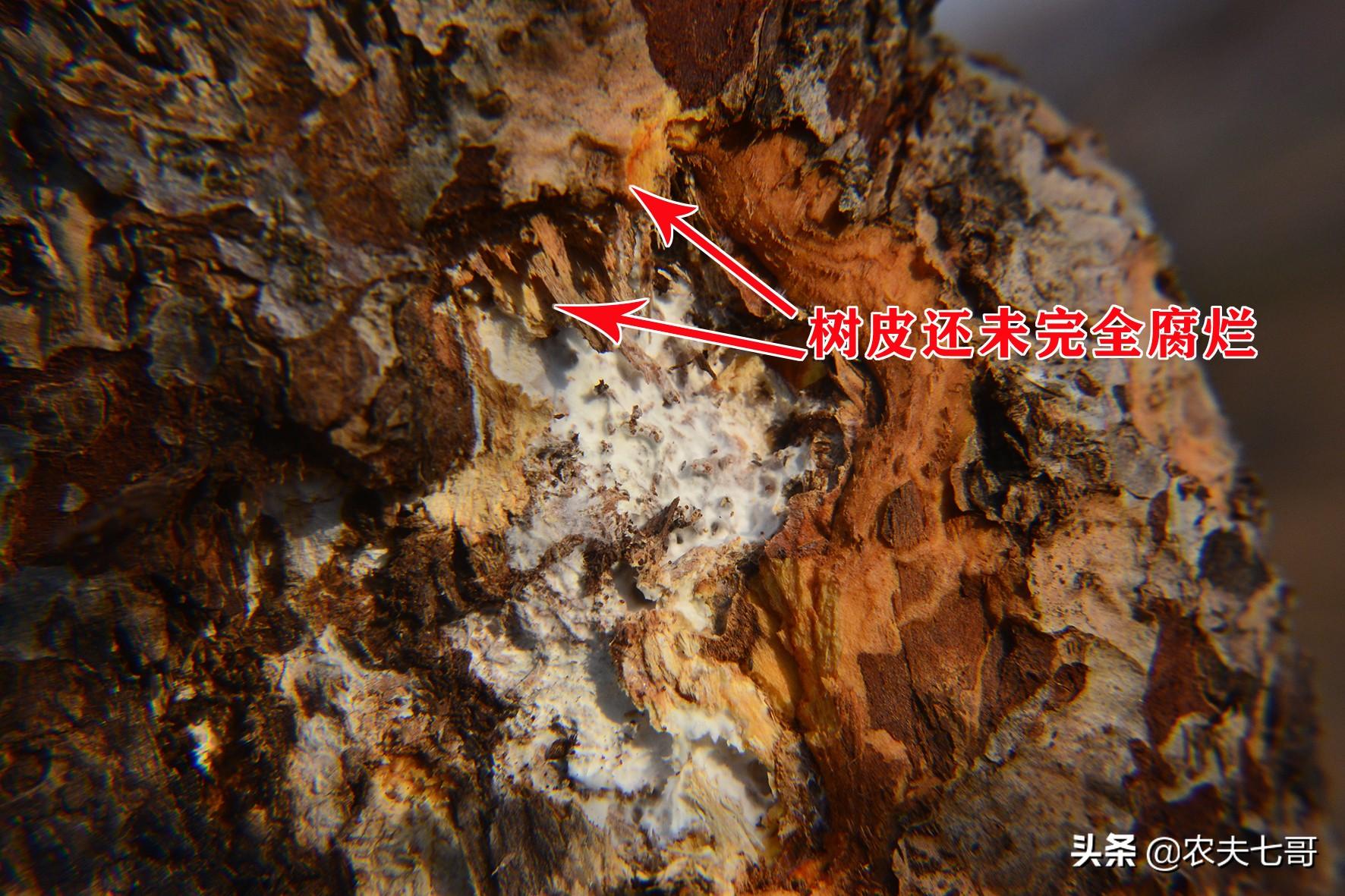 苹果树腐烂病最新方法如下，苹果树腐烂病最新方法探讨