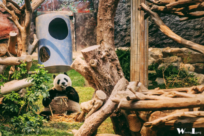 澳门今晚开精准四不像，澳门今晚精准四不像，探索运气与策略的游戏世界