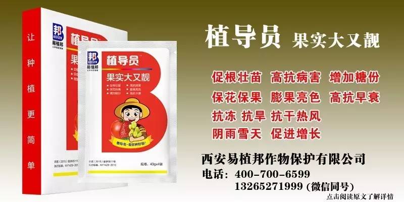 澳门王中王100%期期中一期，澳门王中王100%期期中一期，揭秘彩票背后的秘密