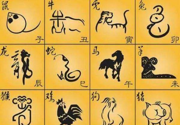一肖一码，一肖一码，探索数字与生肖的奥秘